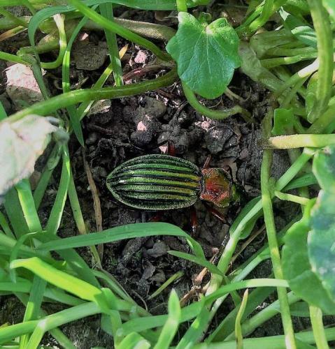 Réf. 208 341 : Carabus auronitens